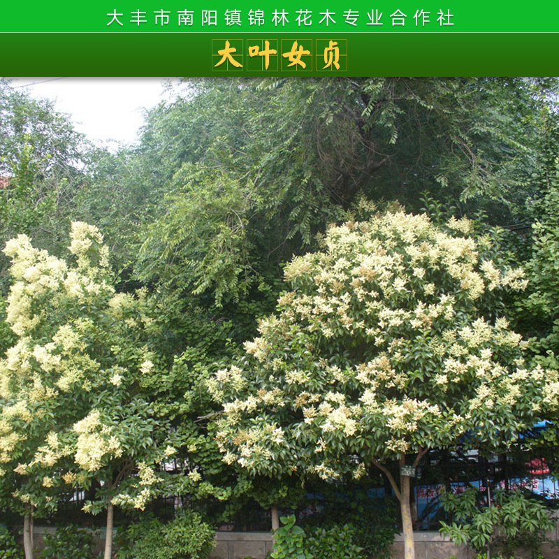 鹽城15公分大葉女貞批發(fā)|鹽城15公分大葉女貞價(jià)格|鹽城15公分大葉女貞供貨商