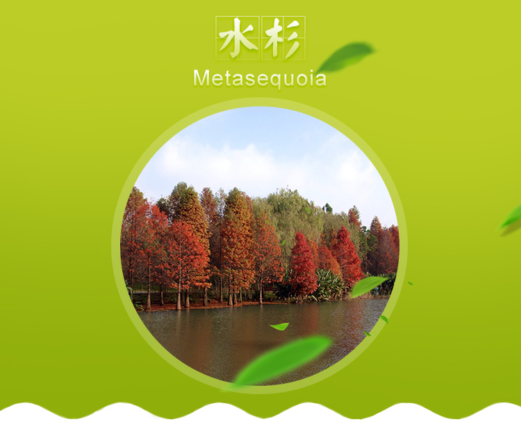 基地直銷水杉｜園林景觀綠化公園工程綠化水杉｜水杉量大從優(yōu)