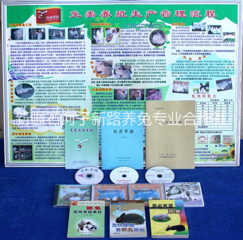 種兔合作社新疆種兔合作社純正種兔批發(fā)肉兔種兔獺兔