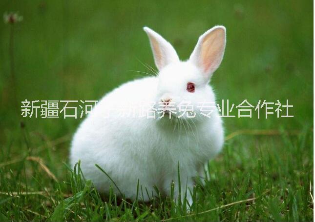 新疆兔子養(yǎng)殖場  兔子養(yǎng)殖技術(shù)培訓基地 兔子種兔銷售中心 兔子兔肉加工