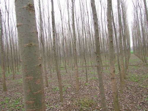 美國(guó)竹柳，竹柳，竹柳基地