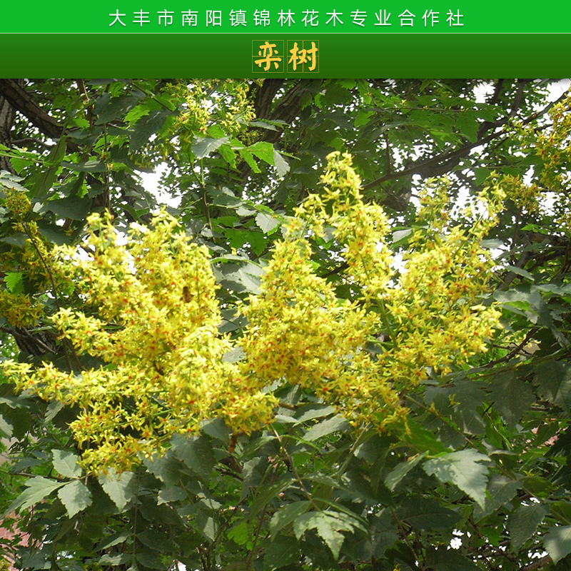 園林綠化庭園觀賞樹欒樹樹苗耐寒耐旱抗風(fēng)欒樹/木欒/欒華苗木批發(fā)