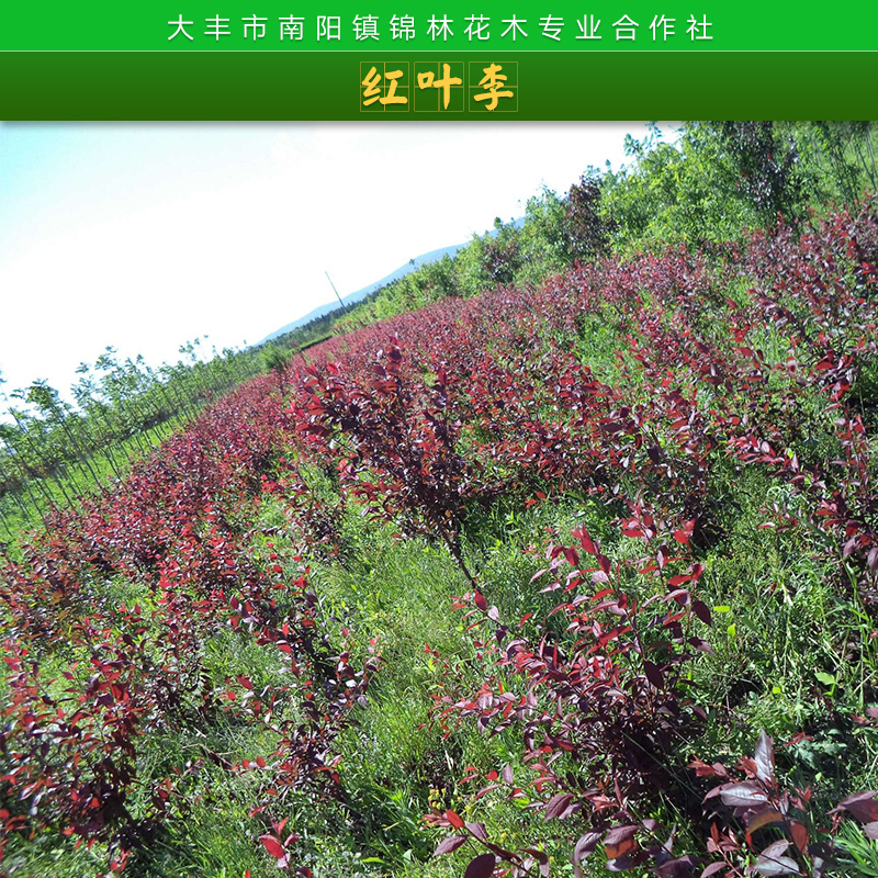薔薇科落葉喬木紅葉李苗木庭院觀葉觀賞樹種紫葉李/櫻桃李樹苗批發(fā)