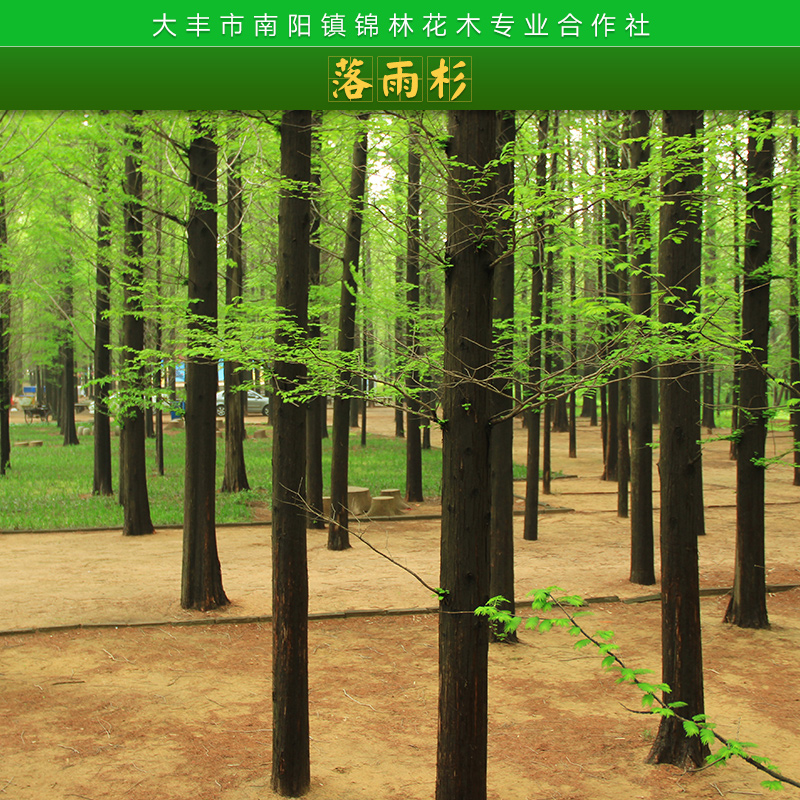 上海中山杉供貨商，上海中山杉報(bào)價(jià)，上海中山杉種植基地