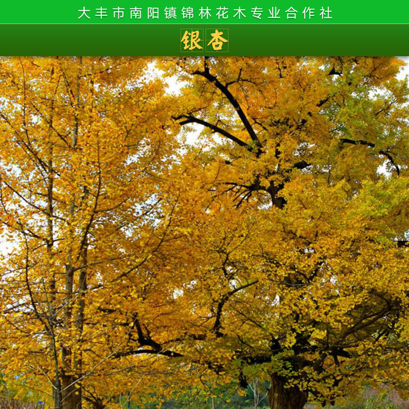 庭蔭樹行道樹銀杏苗木園林觀賞綠化工程樹苗栽植銀杏樹苗