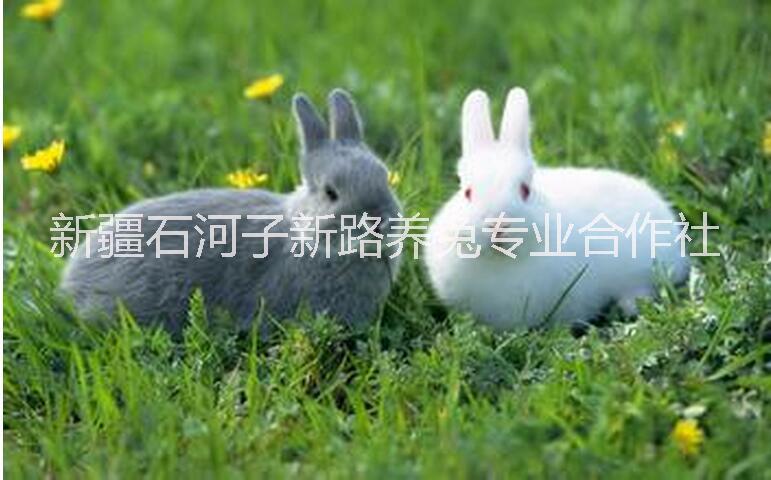 優(yōu)良種兔新疆兔子養(yǎng)殖場(chǎng)鮮活商品兔法系種兔