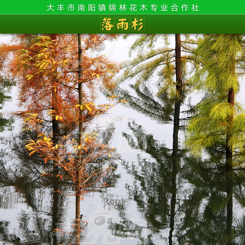 上海中山杉供貨商，上海中山杉報(bào)價(jià)，上海中山杉種植基地