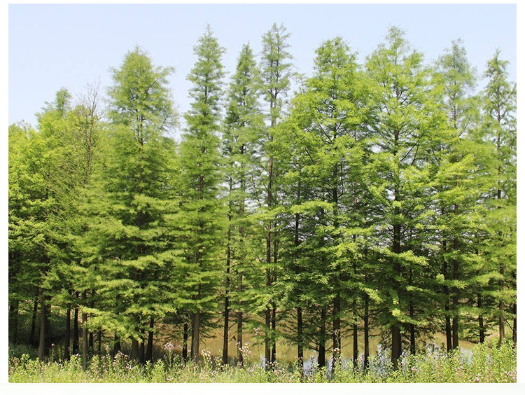 江蘇中山杉樹苗批發(fā)價(jià)格、現(xiàn)貨供應(yīng)、報(bào)價(jià)【鹽城市大豐區(qū)南陽鎮(zhèn)錦林花木專業(yè)合作社】