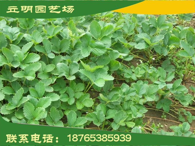 供應甜查理草莓苗 甜查理草莓苗價格 甜查理草莓苗的產(chǎn)地