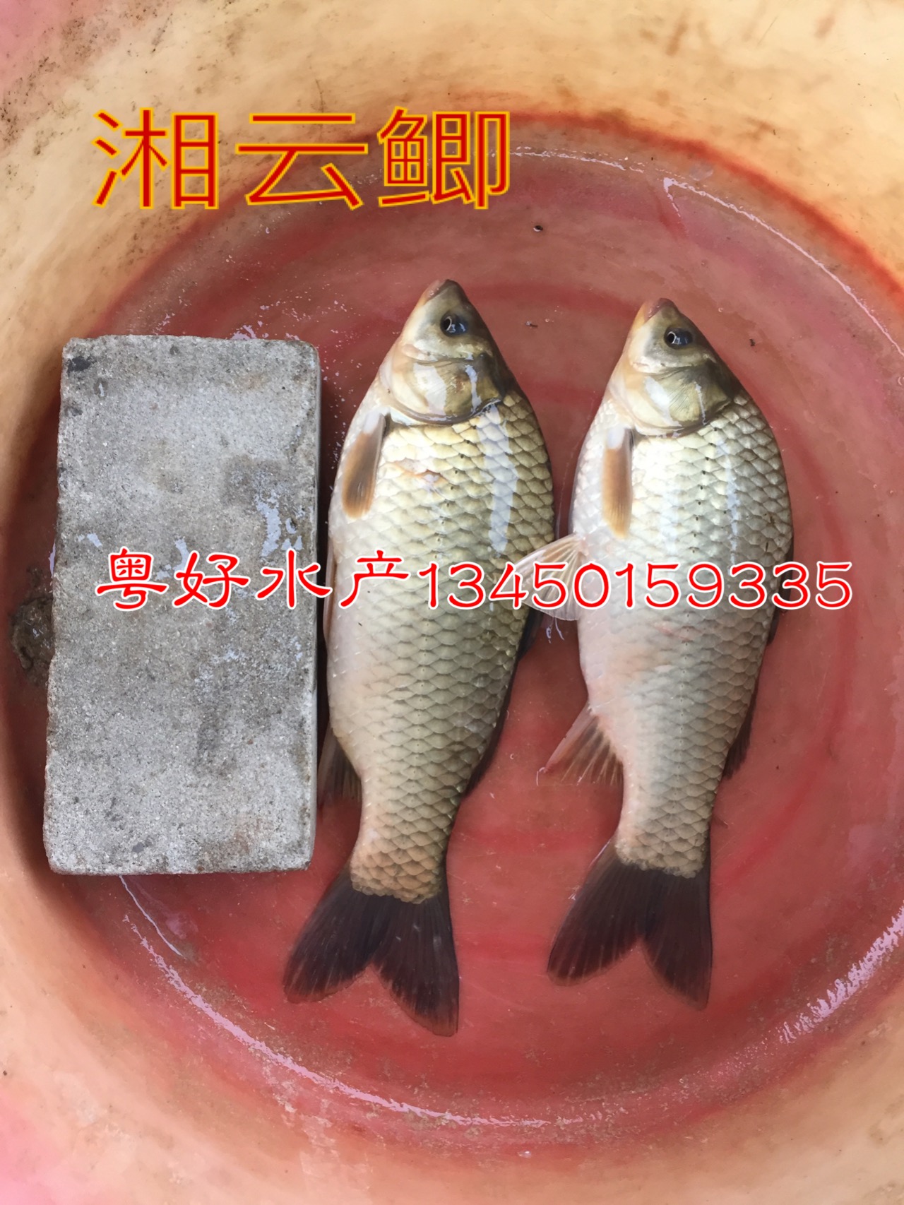 湘云鯽，鯽魚(yú)苗 肇慶湘云鯽生產(chǎn) 廣州湘云鯽生產(chǎn)