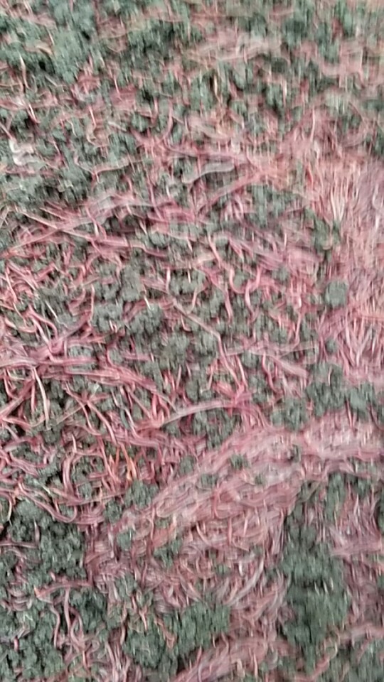 常德人工養(yǎng)殖蚯蚓 人工養(yǎng)殖蚯蚓技術(shù) 人工養(yǎng)殖蚯蚓技術(shù)方法