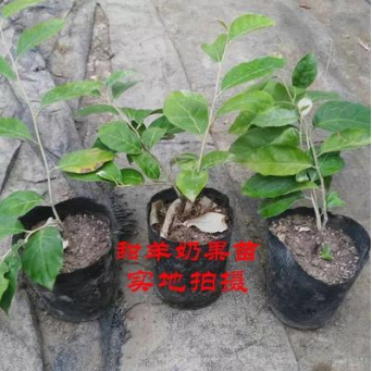 供應(yīng)甜羊奶果果樹苗 甜羊奶果果樹苗經(jīng)銷商 甜羊奶果果樹苗 批發(fā)
