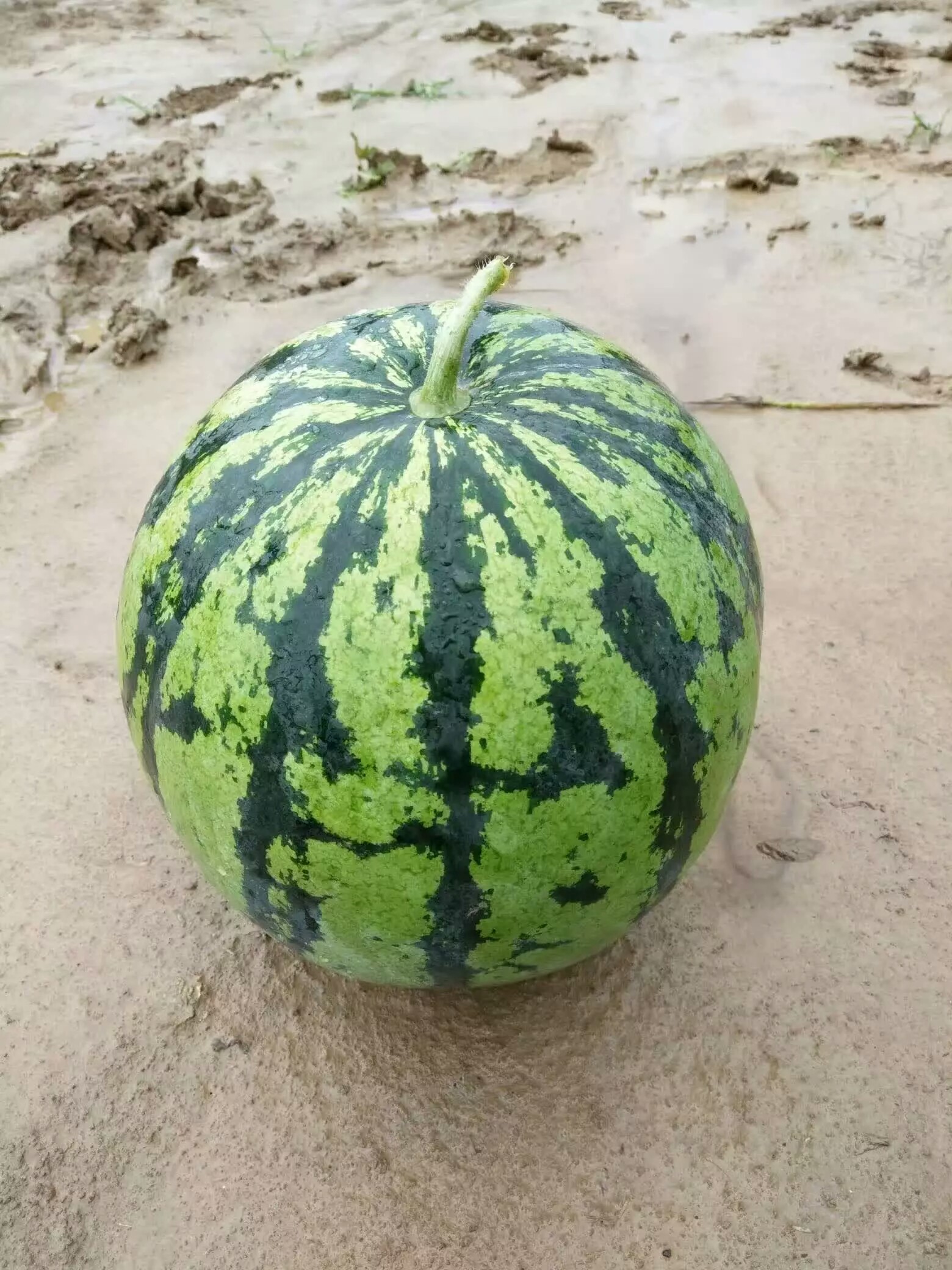 湖北冠龍西瓜 湖北紅冠龍西瓜