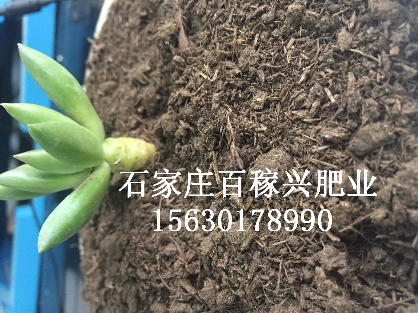 純干牛糞 發(fā)酵牛糞有機(jī)肥 蘑菇 藍(lán)莓 *底肥