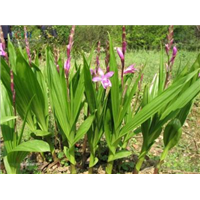 三叉白芨組培苗供應商 供應三叉白芨種苗 三叉白芨組培苗批發(fā)