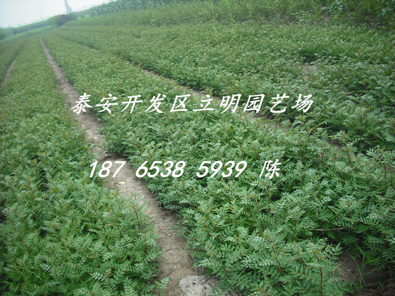 苗圃出售花椒苗 九葉青花椒苗 品種純正 量大從優(yōu)