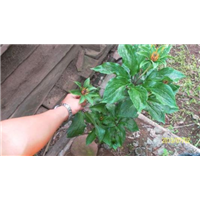 滇重樓種苗 云南滇重樓種苗批發(fā) 云南滇重樓種苗供應(yīng)商