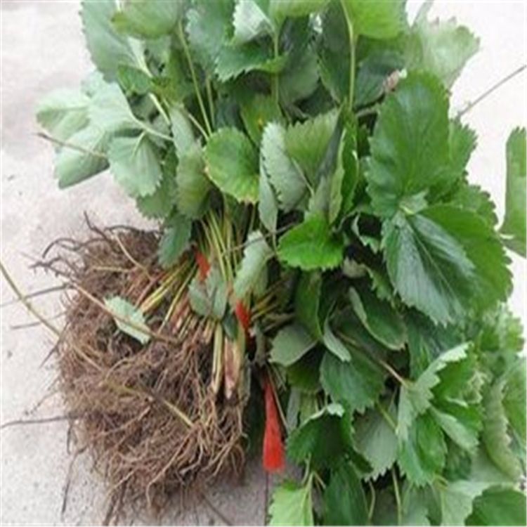 供應甜查理草莓苗 甜查理草莓苗價格 甜查理草莓苗的產(chǎn)地