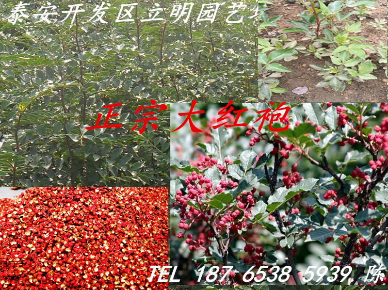 苗圃大量供應花椒苗 大紅袍花椒苗 花椒苗價格