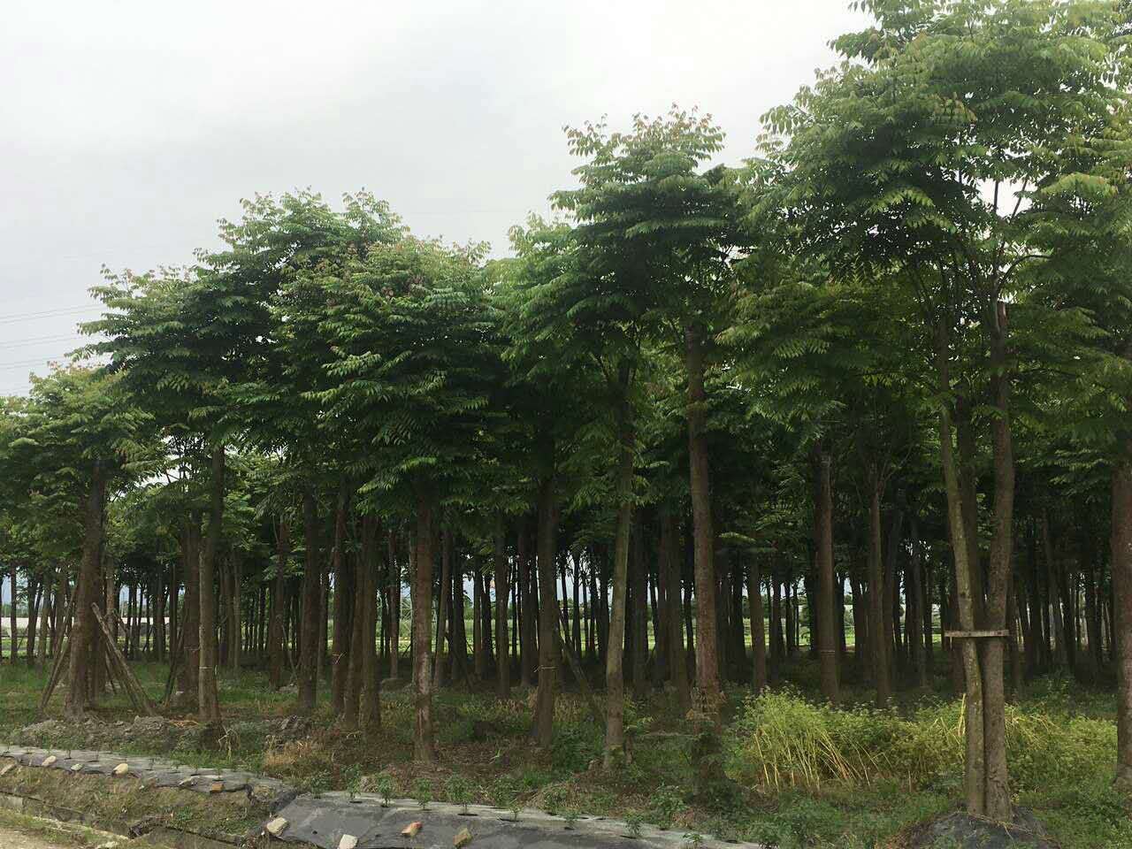 成都*欒樹 成都*欒樹8-20公分