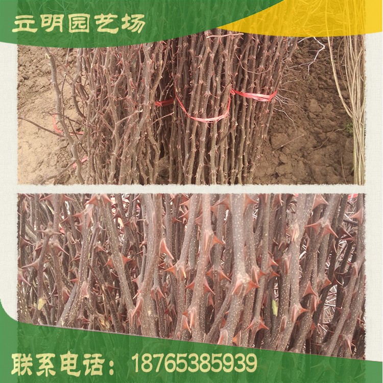 苗圃出售花椒苗 九葉青花椒苗 品種純正 量大從優(yōu)