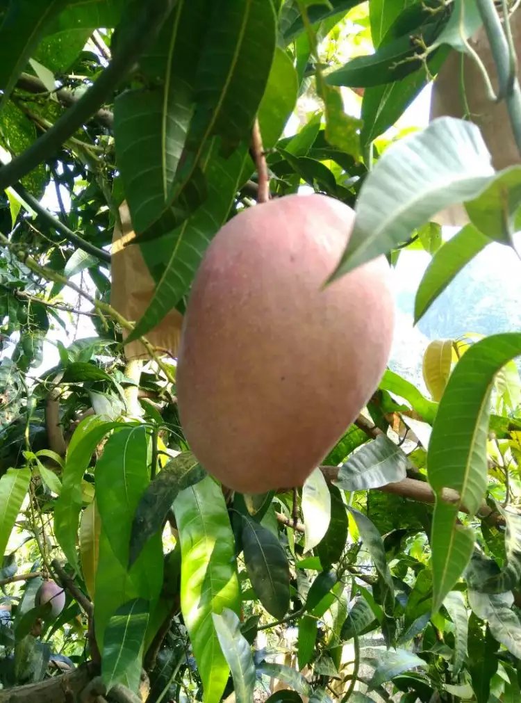 廣西百色田東 玉文芒果 新鮮水果 玉文 玉文芒果新鮮水果批發(fā)