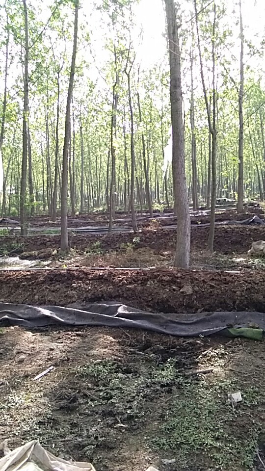 長沙蚯蚓專業(yè)養(yǎng)殖基地@湖南專業(yè)蚯蚓養(yǎng)殖基地@湖南蚯蚓養(yǎng)殖規(guī)模 湖南蚯蚓養(yǎng)殖基地