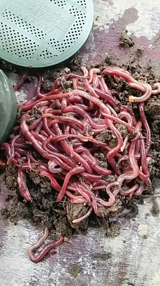 @湖南蚯蚓養(yǎng)殖產(chǎn)業(yè)園@湖南專業(yè)蚯蚓養(yǎng)殖批發(fā)@湖南蚯蚓蚯蚓報價@ 湖南專業(yè)蚯蚓養(yǎng)殖基地