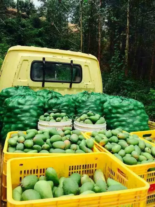 廣西百色田東 芒果 小青芒 青皮金煌芒 新鮮水果 包郵