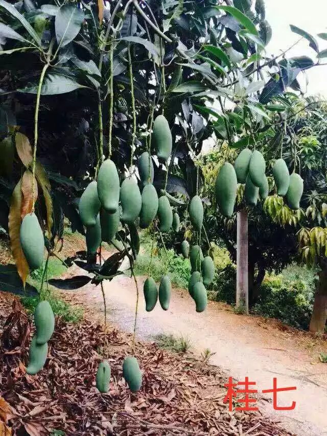 桂七芒 廣西百色田東芒果 桂七芒果新鮮水果供應(yīng)商 桂七芒批發(fā)