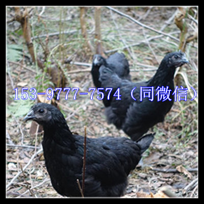 崇州土雞苗價(jià)錢行情出欄