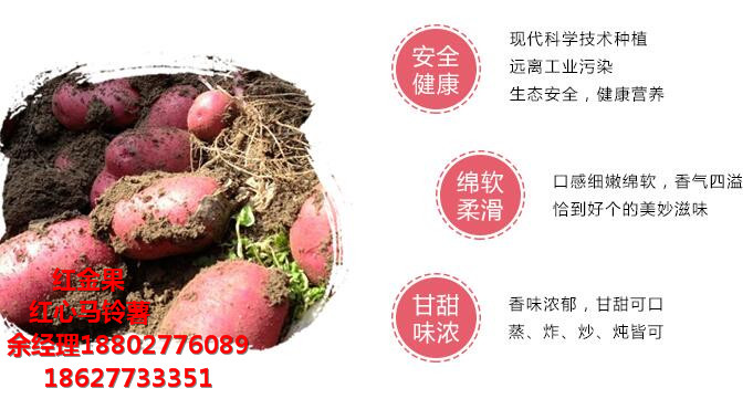 紅心紅心馬鈴薯 價(jià)格_余經(jīng)理 18802776089