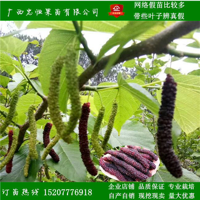 長果桑樹苗價格 長果桑樹苗報價 品種優(yōu)良