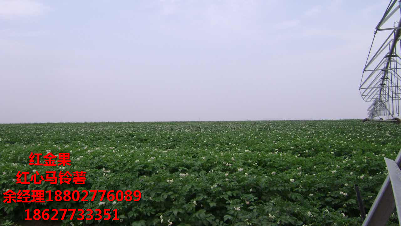 紅心馬鈴薯的功效與作用