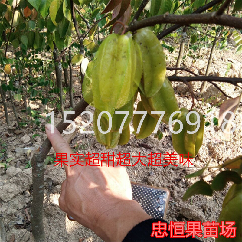 臺灣蜜絲楊桃樹苗價格  臺灣蜜絲楊桃樹苗報價 品質(zhì)優(yōu)良