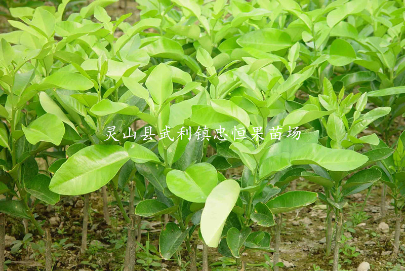 三紅蜜柚樹苗價(jià)格  三紅蜜柚樹苗報(bào)價(jià) 品質(zhì)優(yōu)良