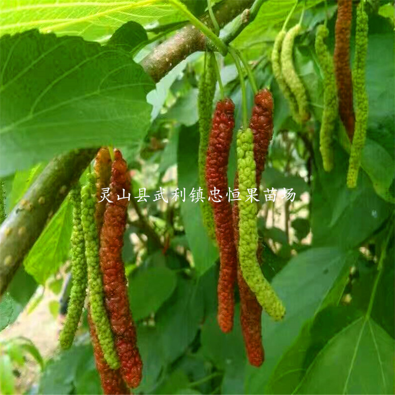 長果桑樹苗價格 長果桑樹苗報價 品種優(yōu)良
