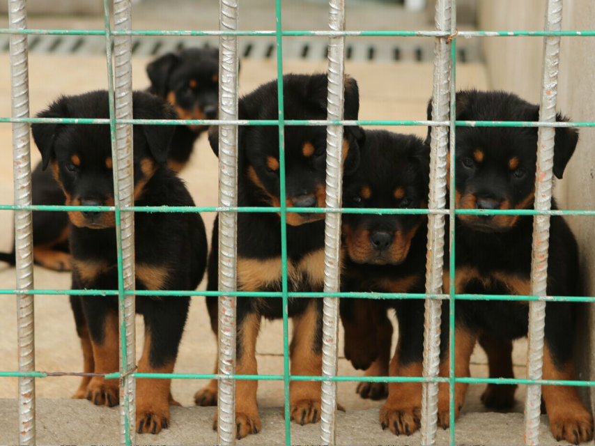 云南哪里出售賣羅威納犬昆明狗場(chǎng)純種羅威納專賣