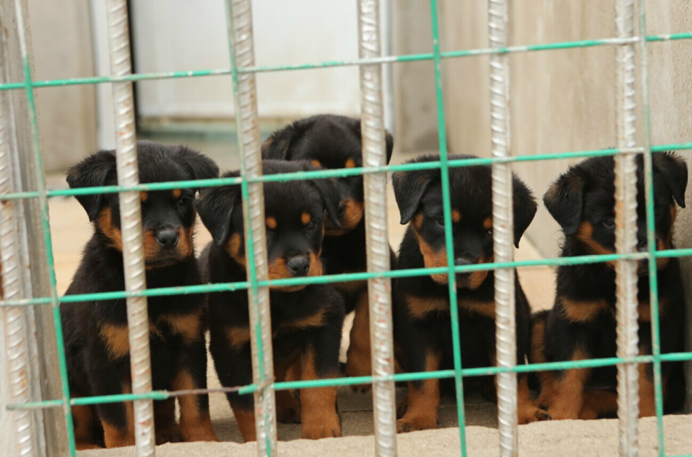 云南哪里出售賣羅威納犬昆明狗場(chǎng)純種羅威納專賣