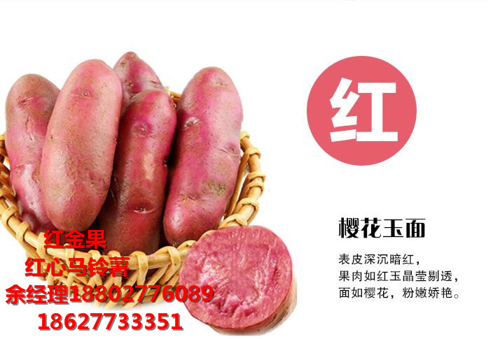 紅心紅心馬鈴薯 價(jià)格_余經(jīng)理 18802776089