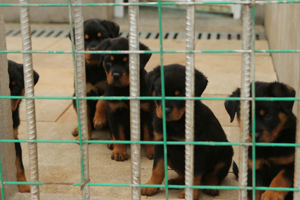 云南哪里出售賣羅威納犬昆明狗場(chǎng)純種羅威納專賣