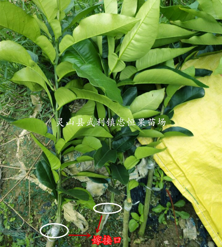 三紅蜜柚樹苗價(jià)格  三紅蜜柚樹苗報(bào)價(jià) 品質(zhì)優(yōu)良
