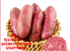 怎么種植紅心土豆 余經(jīng)理 18802776089