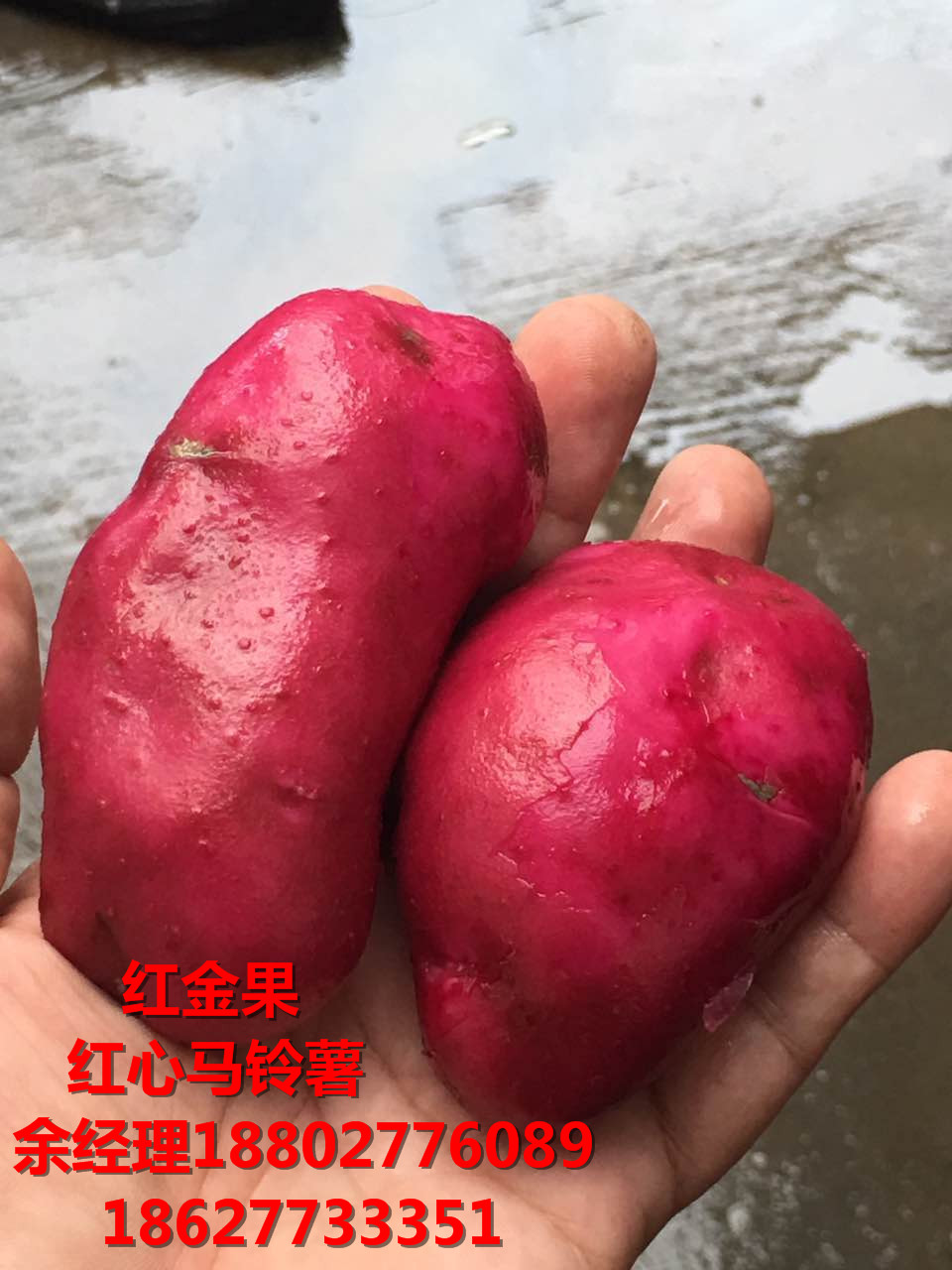 怎么種植紅心土豆 余經(jīng)理 18802776089