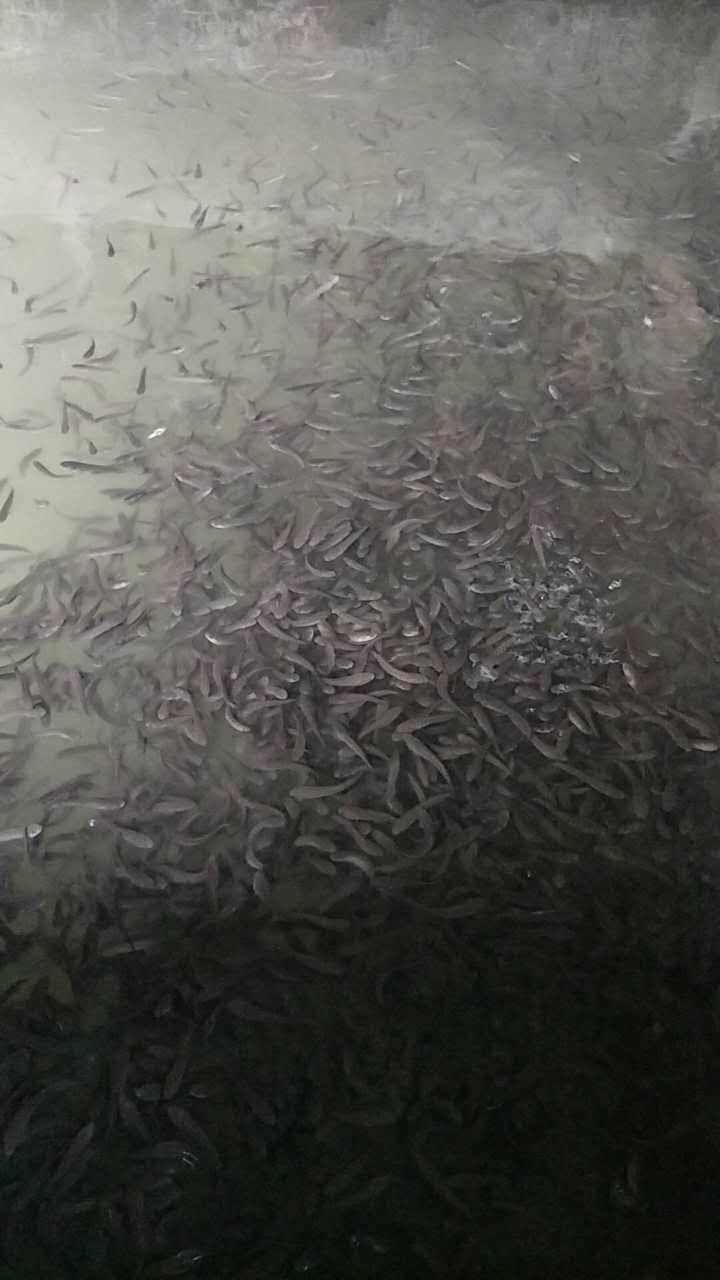 （七星魚、山花魚、山斑魚）