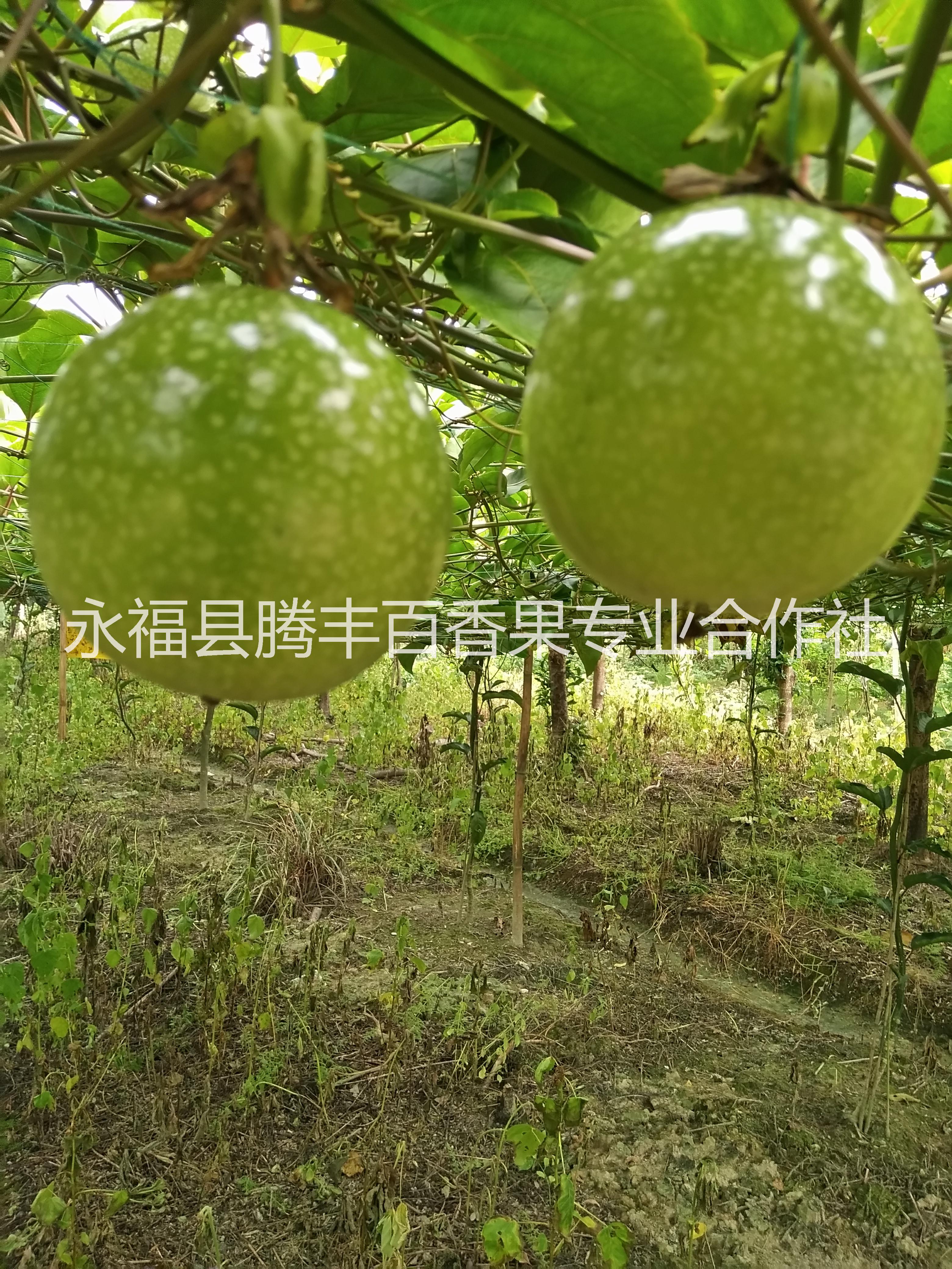 廣西百香果銷售，廣西百香果報(bào)價(jià)，廣西百香果供應(yīng)商