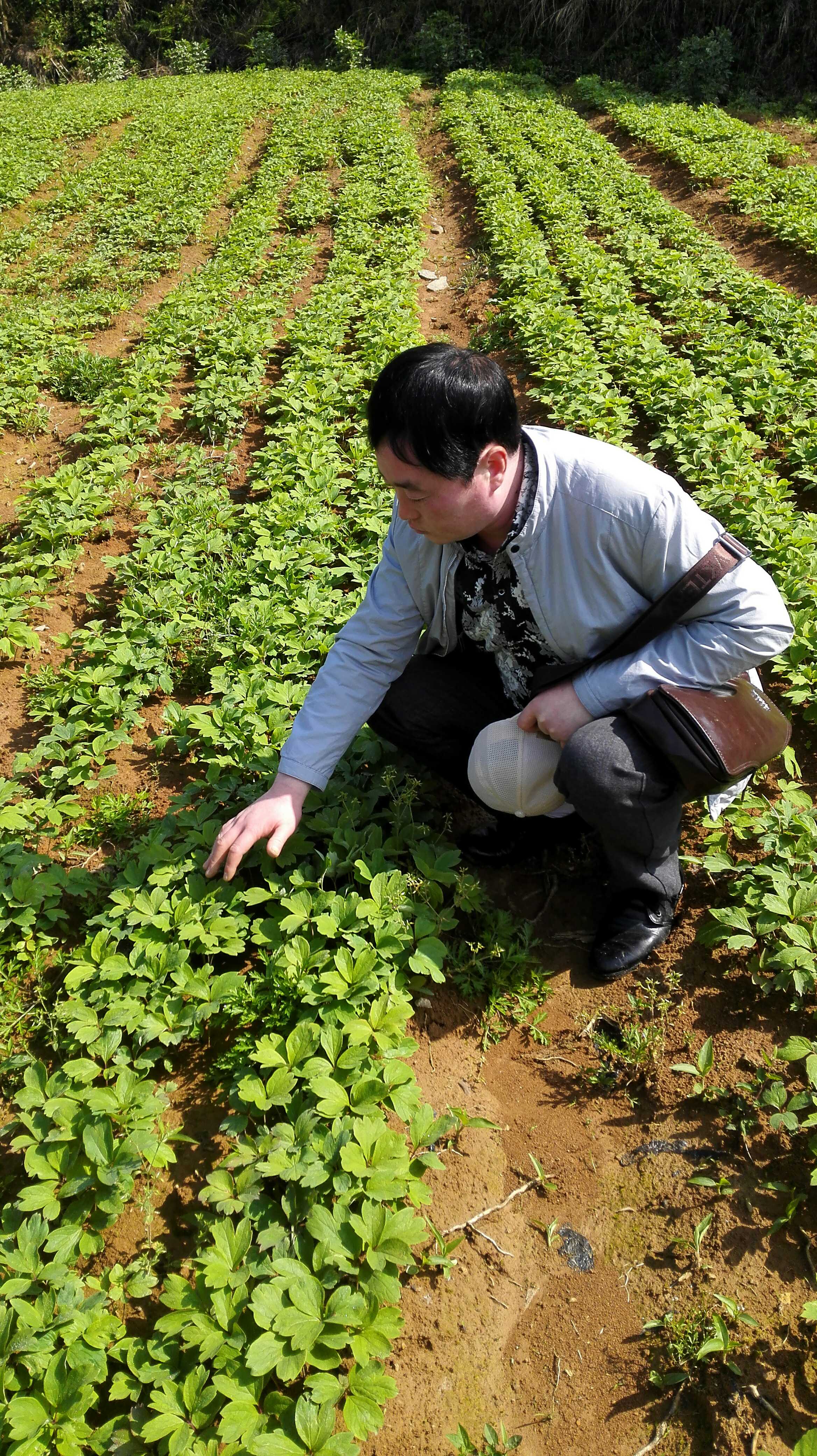 紫苑芽子價(jià)格，安徽紫苑芽子價(jià)格