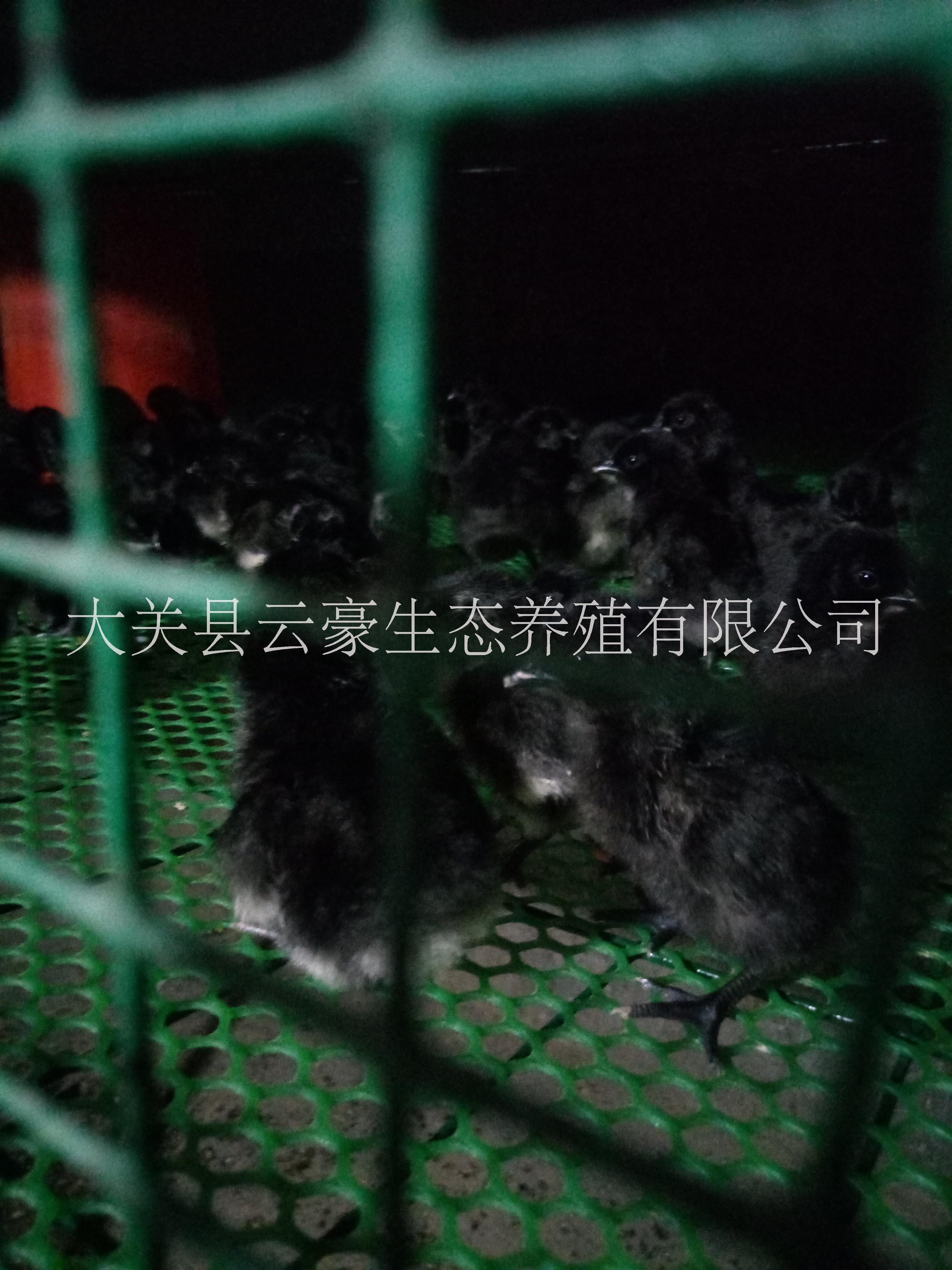 土烏骨雞雞苗 烏骨雞脫溫苗