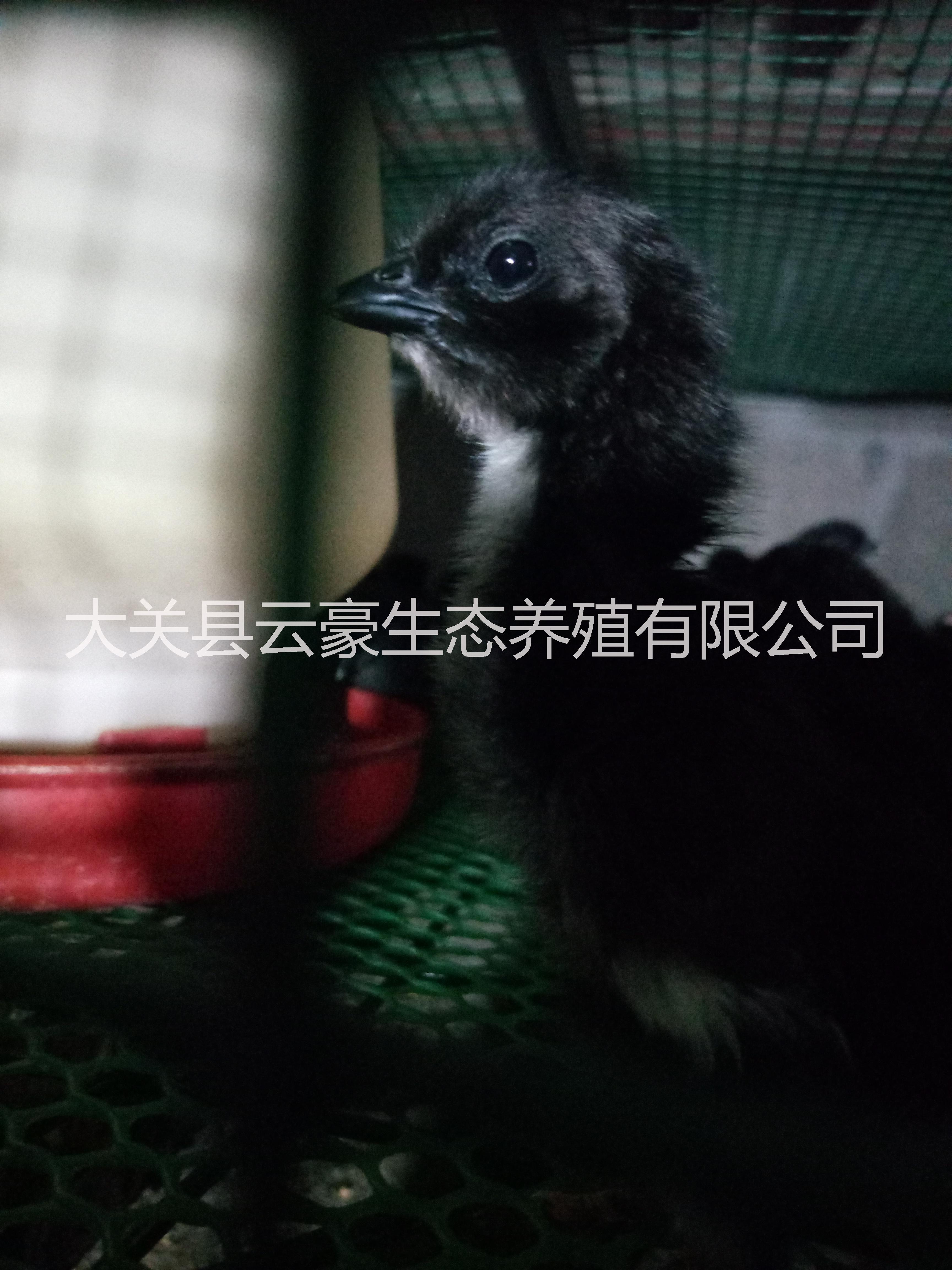 土烏骨雞雞苗 烏骨雞脫溫苗