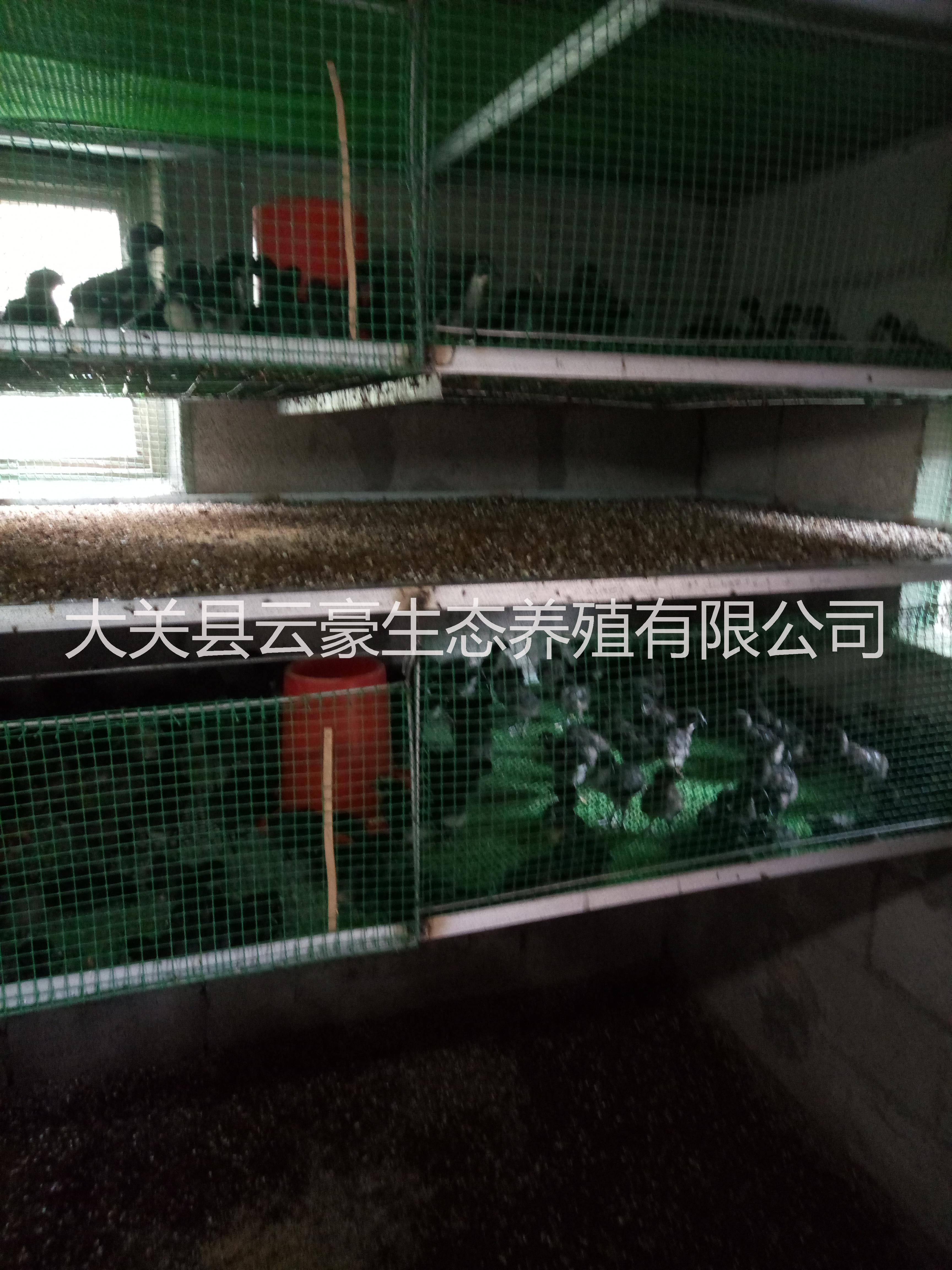 土烏骨雞雞苗 烏骨雞脫溫苗